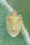 Peribalus strictus vernalis