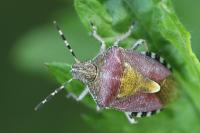 Dolycoris baccarum