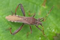 Camptopus lateralis