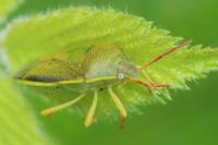 Piezodorus lituratus
