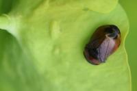 Penthimia nigra