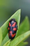 Cercopis vulnerata