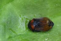 Penthimia nigra