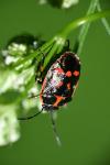 Eurydema oleracea