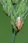 Aelia acuminata