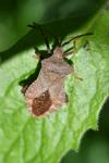 Coreus marginatus