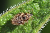 Dictyla humuli