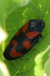 Cercopis vulnerata
