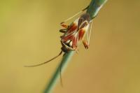 Calocoris roseomaculatus
