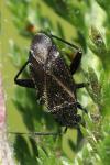 Orthocephalus coriaceus