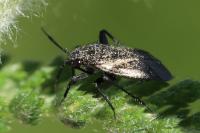 Orthocephalus coriaceus