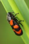 Cercopis vulnerata