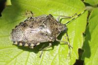 Rhaphigaster nebulosa