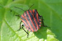 Graphosoma italicum