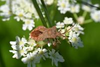 Coreus marginatus