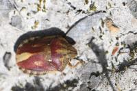 Eurygaster testudinaria