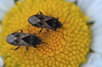 Trapezonotus ullrichi