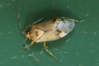 Deraeocoris flavilinea