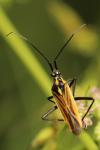 Leptopterna dolabrata