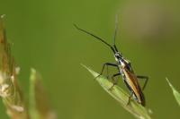 Leptopterna dolabrata