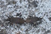 Dicranocephalus agilis