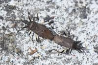 Dicranocephalus agilis