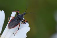 Rhynocoris annulatus