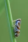 Tachycixius venustulus