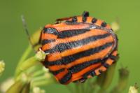 Graphosoma italicum