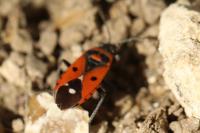 Melanocoryphus albomaculatus