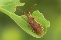 Gonocerus acuteangulatus