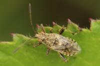 Stictopleurus punctatonervosus