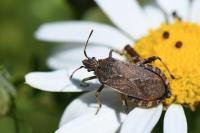 Ceraleptus gracilicornis