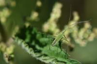 Megaloceroea recticornis