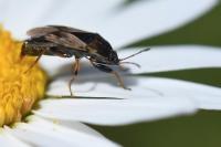 Trapezonotus ullrichi