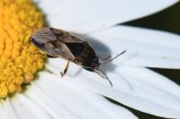 Trapezonotus ullrichi