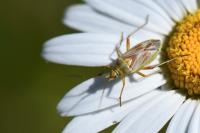 Calocoris roseomaculatus