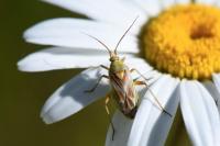 Calocoris roseomaculatus