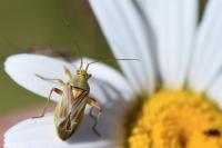 Calocoris roseomaculatus