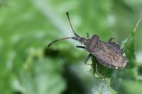 Enoplops scapha