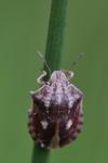 Eurygaster testudinaria