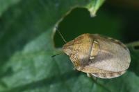 Eurygaster maura