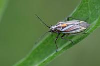 Horistus orientalis