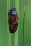 Haematoloma dorsata