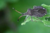 Enoplops scapha