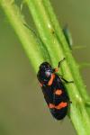 Cercopis intermedia