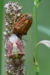Carpocoris purpureipennis
