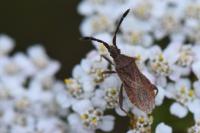 Coriomeris denticulatus