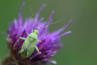 Closterotomus norwegicus