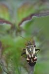 Polymerus unifasciatus